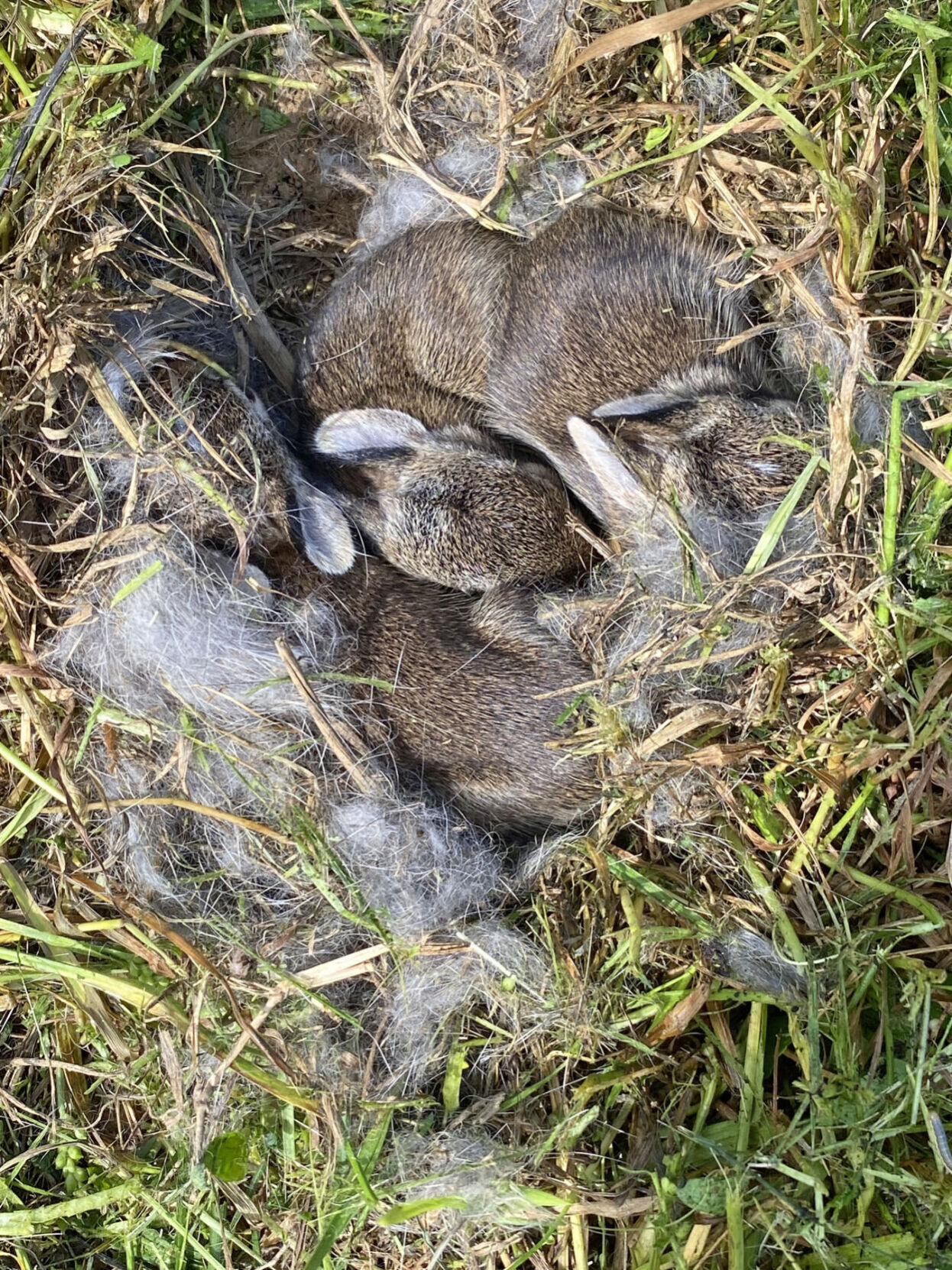 NN36 - kittens in nest
